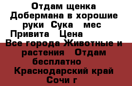 Отдам щенка Добермана в хорошие руки. Сука 5 мес. Привита › Цена ­ 5 000 - Все города Животные и растения » Отдам бесплатно   . Краснодарский край,Сочи г.